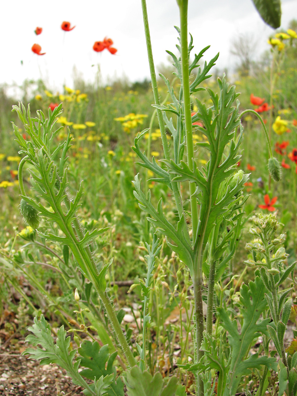 Изображение особи род Papaver.