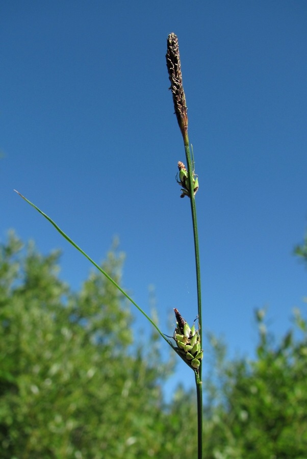 Image of Carex concolor specimen.