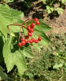 Viburnum opulus. Ветвь с созревающими плодами. Ленинградская обл., август.