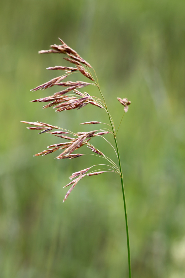 Изображение особи Bromopsis inermis.