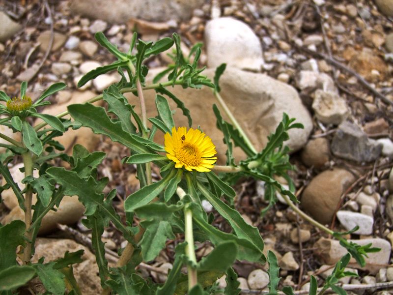 Изображение особи Asteriscus graveolens.