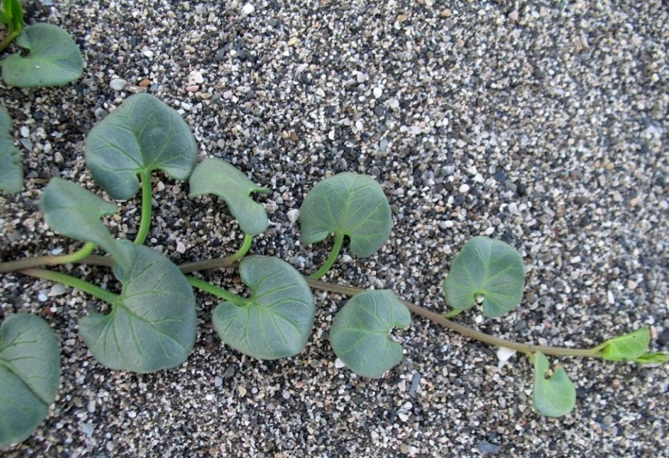 Image of Calystegia soldanella specimen.