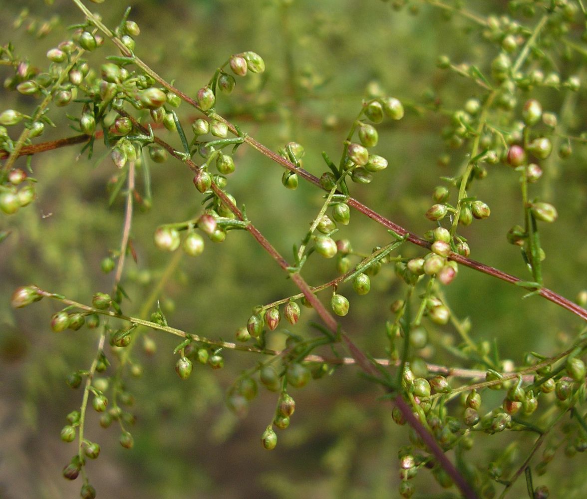 Image of Artemisia scoparia specimen.