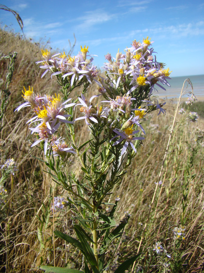 Image of Galatella dracunculoides specimen.