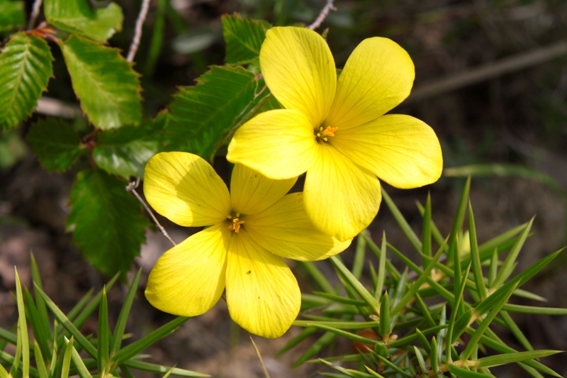 Изображение особи Linum tauricum.
