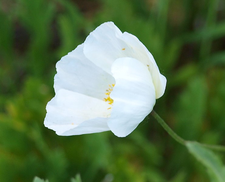 Изображение особи род Papaver.