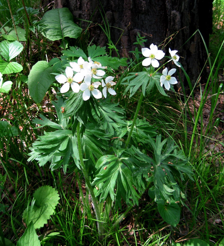 Image of Anemonastrum crinitum specimen.
