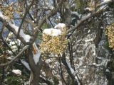 Melia azedarach. Покоящиеся ветви со зрелыми плодами под снегом. Крым, Ялта, Массандровский пляж. 20 января 2012 г.