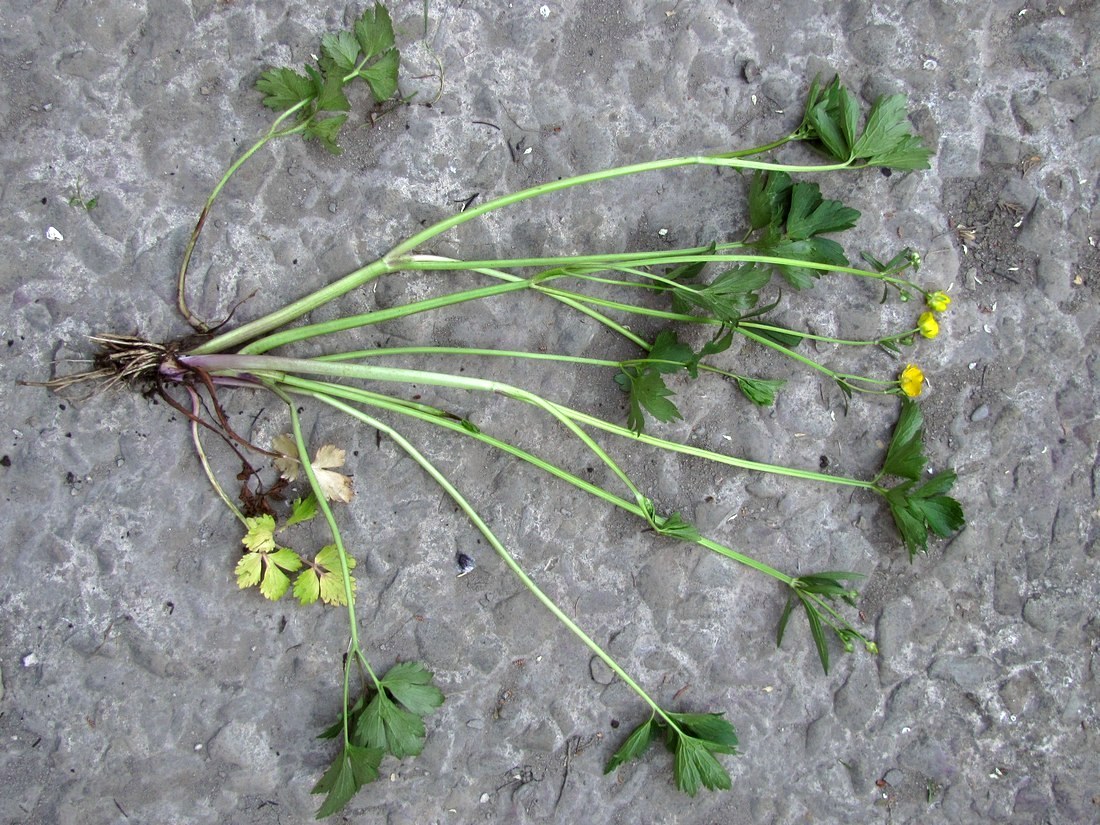 Image of Ranunculus repens specimen.