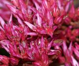 Sedum spurium. Цветки. Московская обл., дачный участок. 08.07.2008.