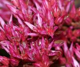 Sedum spurium