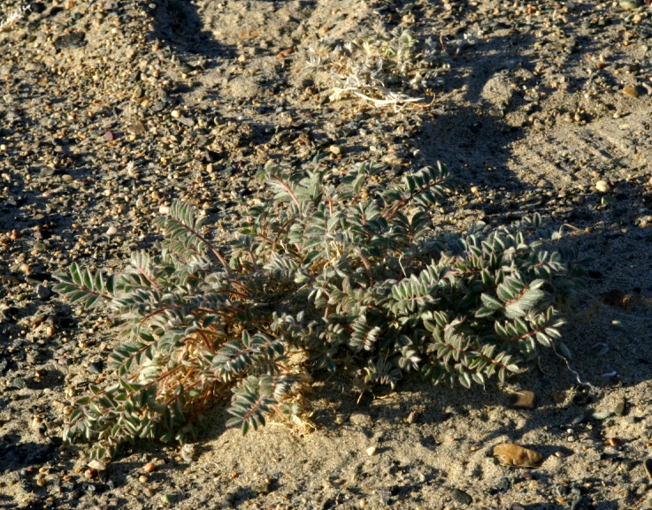 Изображение особи Astragalus hsinbaticus.