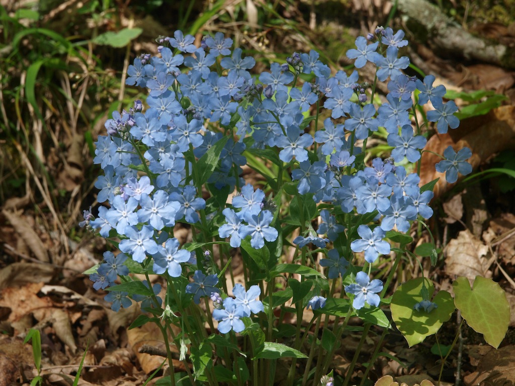 Image of Omphalodes cappadocica specimen.