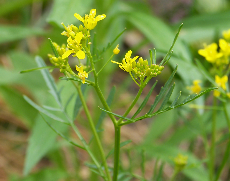 Изображение особи Rorippa sylvestris.