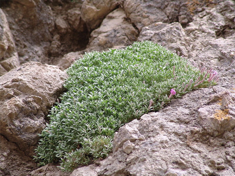 Image of Silene meyeri specimen.