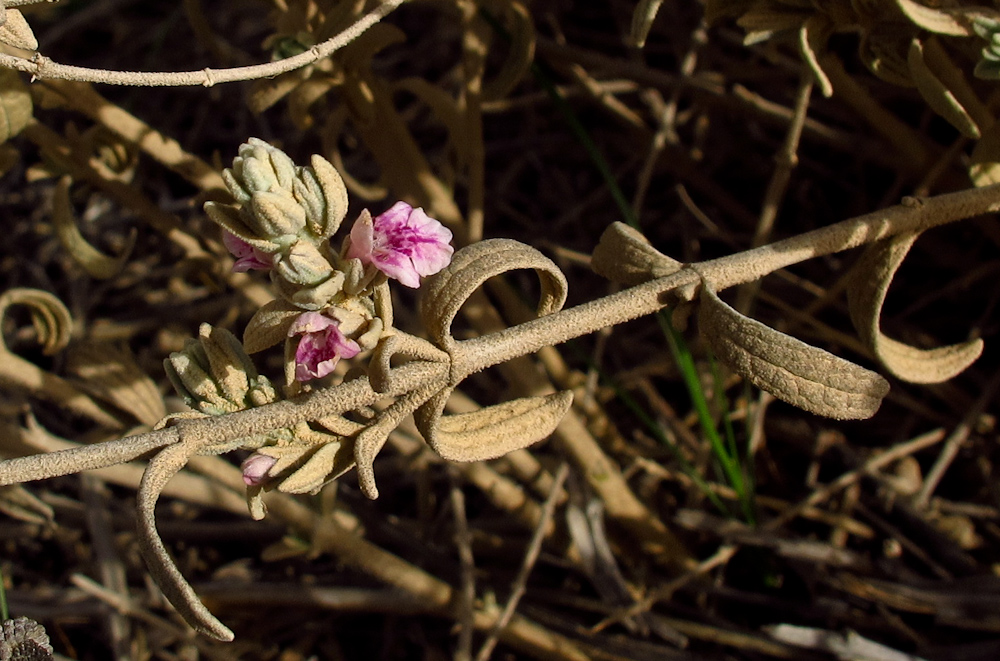 Image of Stachys aegyptiaca specimen.