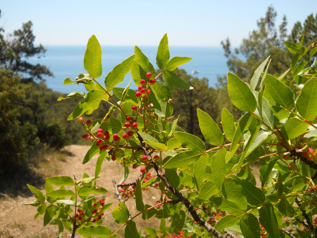 Image of Pistacia mutica specimen.