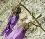 Campanula komarovii