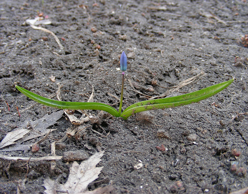 Image of Scilla siberica specimen.