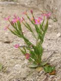 Centaurium tenuiflorum. Цветущее растение. Крым, Севастополь, Инкерман. 29 июня 2012 г.