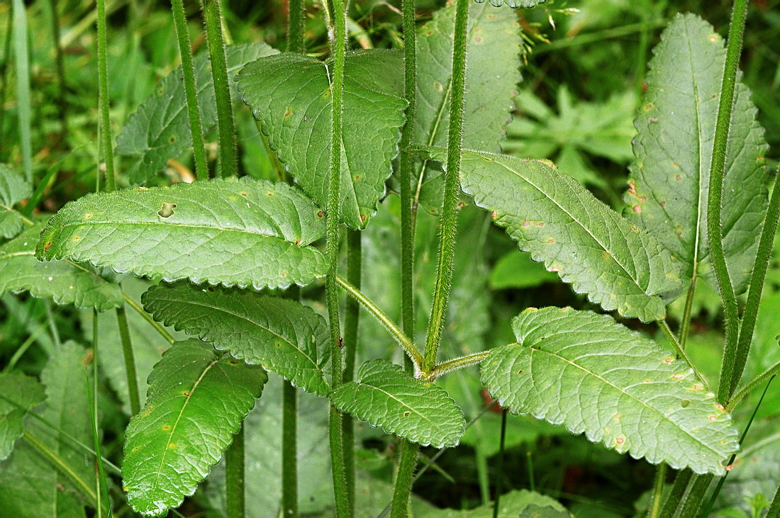 Изображение особи Betonica officinalis.