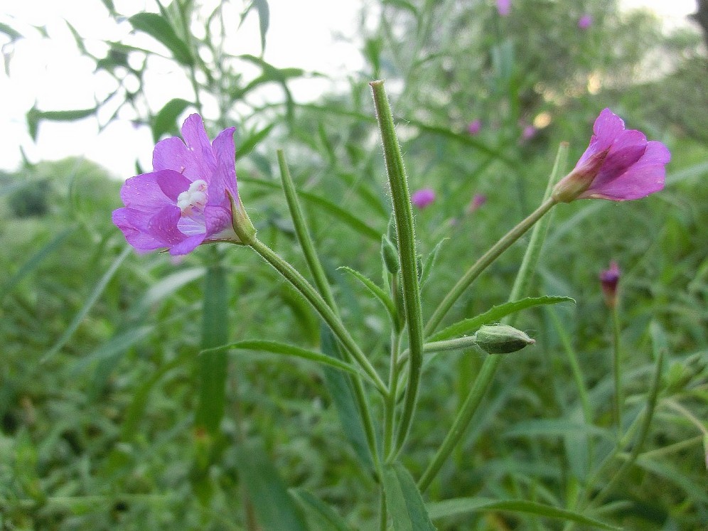 Изображение особи Epilobium villosum.