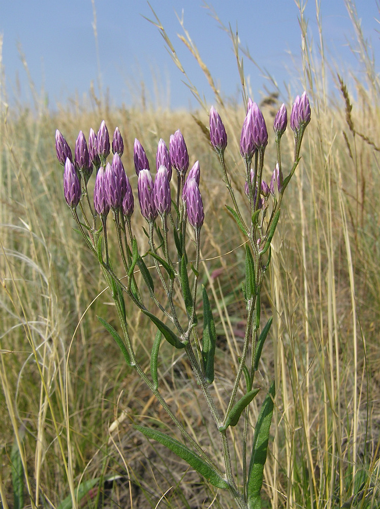 Image of Jurinea multiflora specimen.