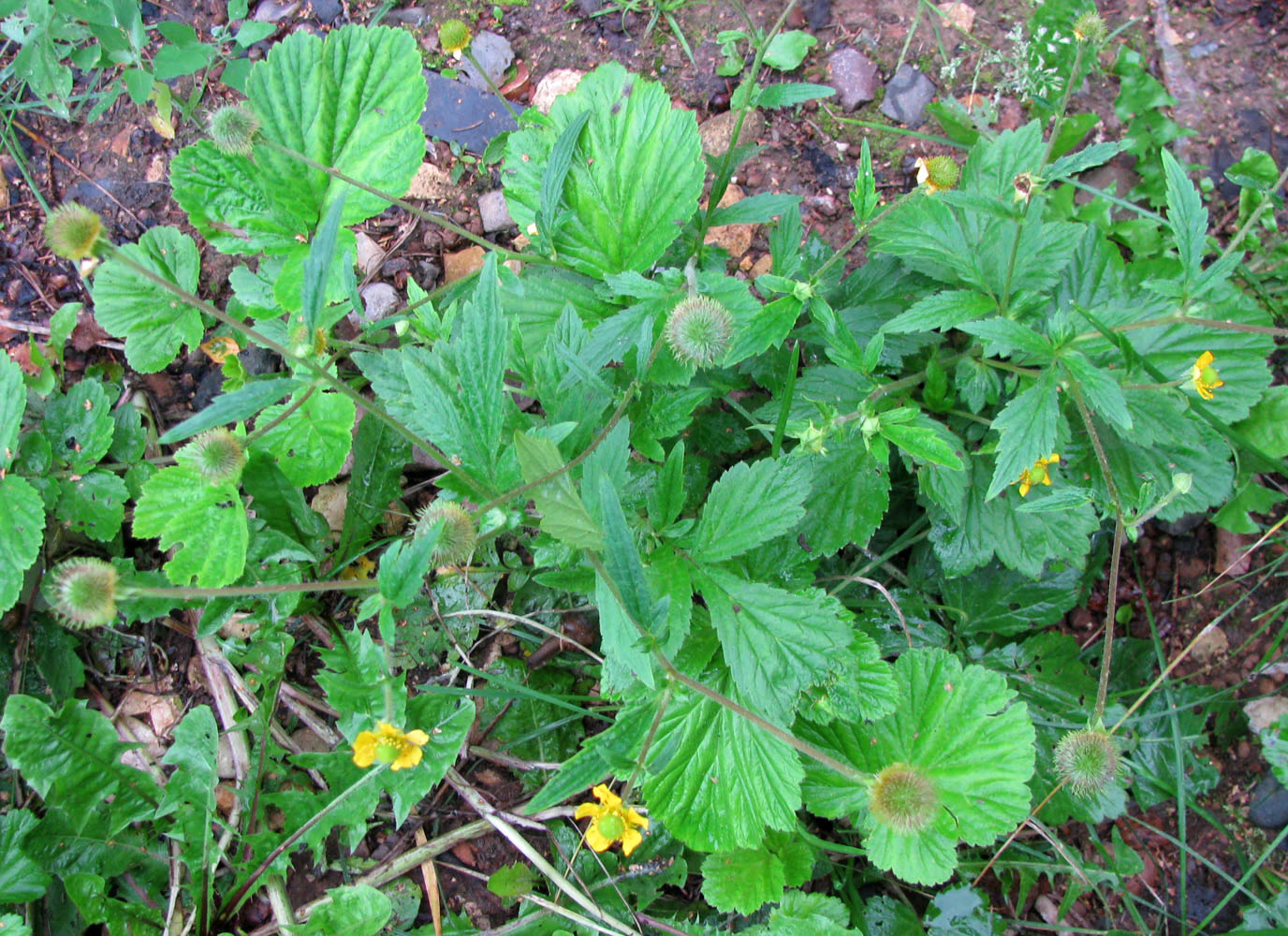 Изображение особи Geum aleppicum.