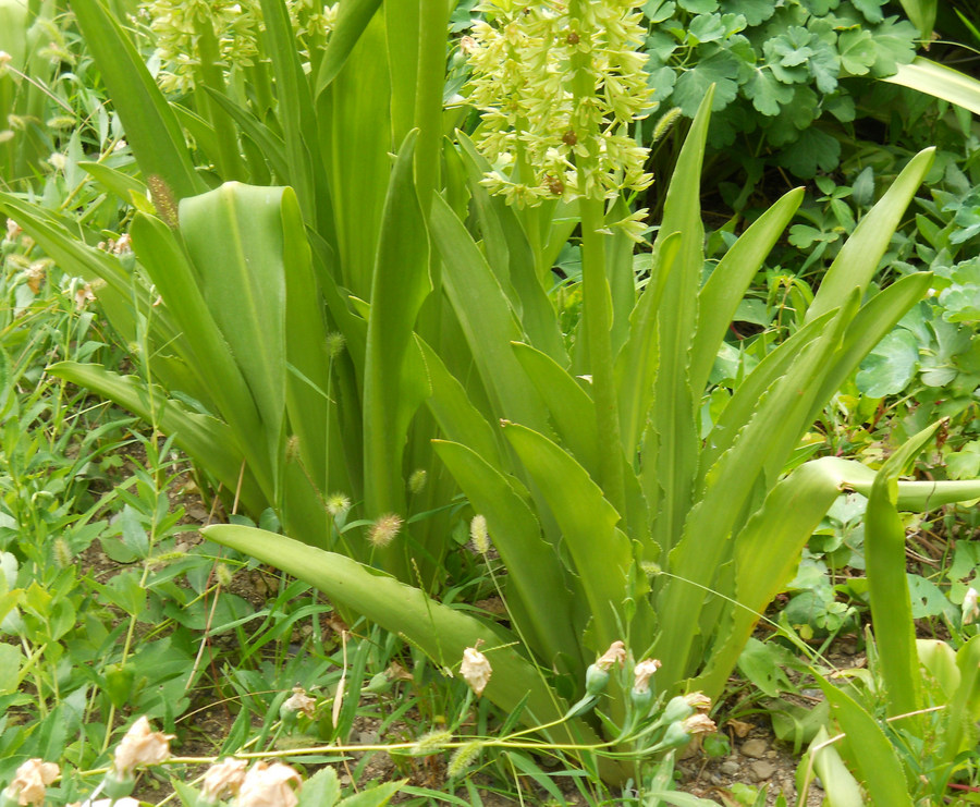 Изображение особи Eucomis autumnalis.