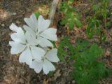 Malva moschata