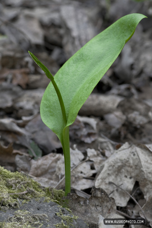 Изображение особи Ophioglossum vulgatum.