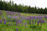Lupinus × regalis. Аспект цветущих растений на пригорке. Коми, Княжпогостский р-н, окр. пос. Ропча, долина руч. Дюкачева. 23.06.2012.
