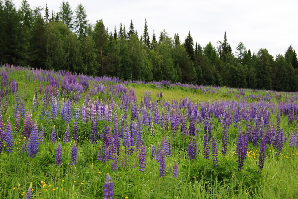 Image of Lupinus &times; regalis specimen.