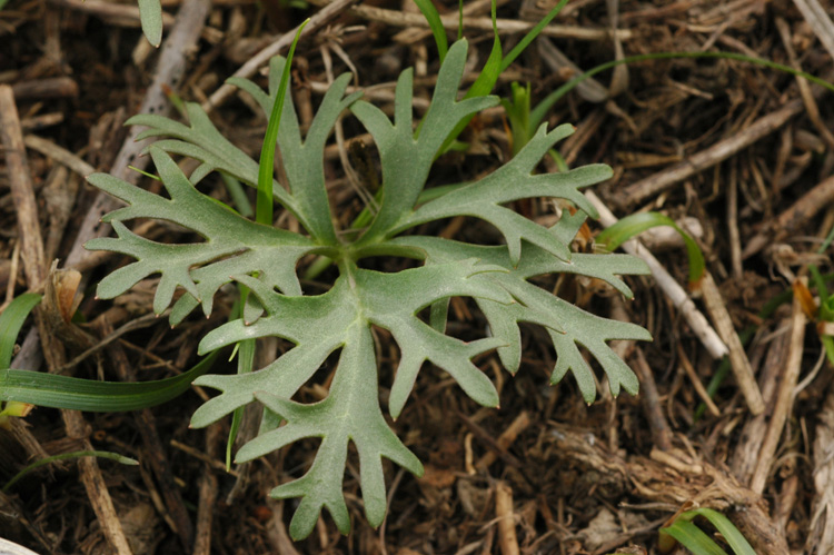 Image of Anemone gortschakowii specimen.