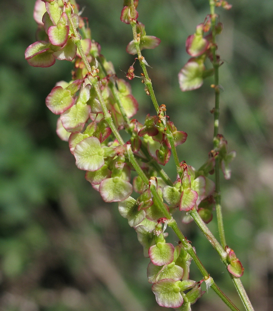 Image of Rumex tuberosus specimen.