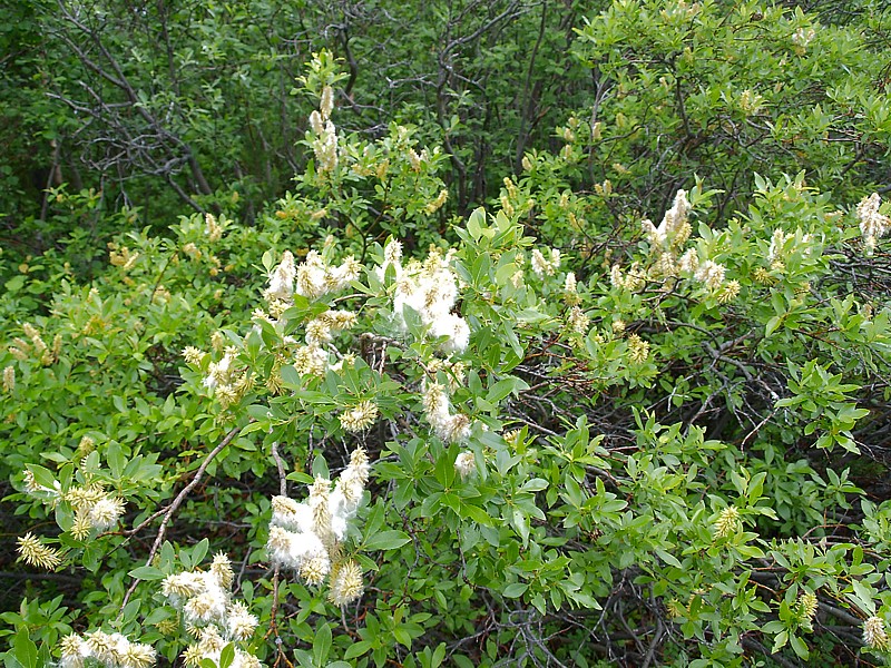 Image of genus Salix specimen.