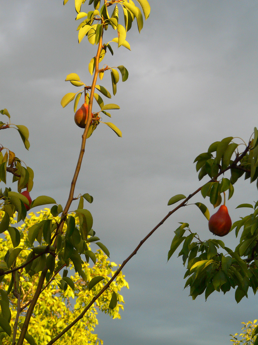 Изображение особи Pyrus communis.