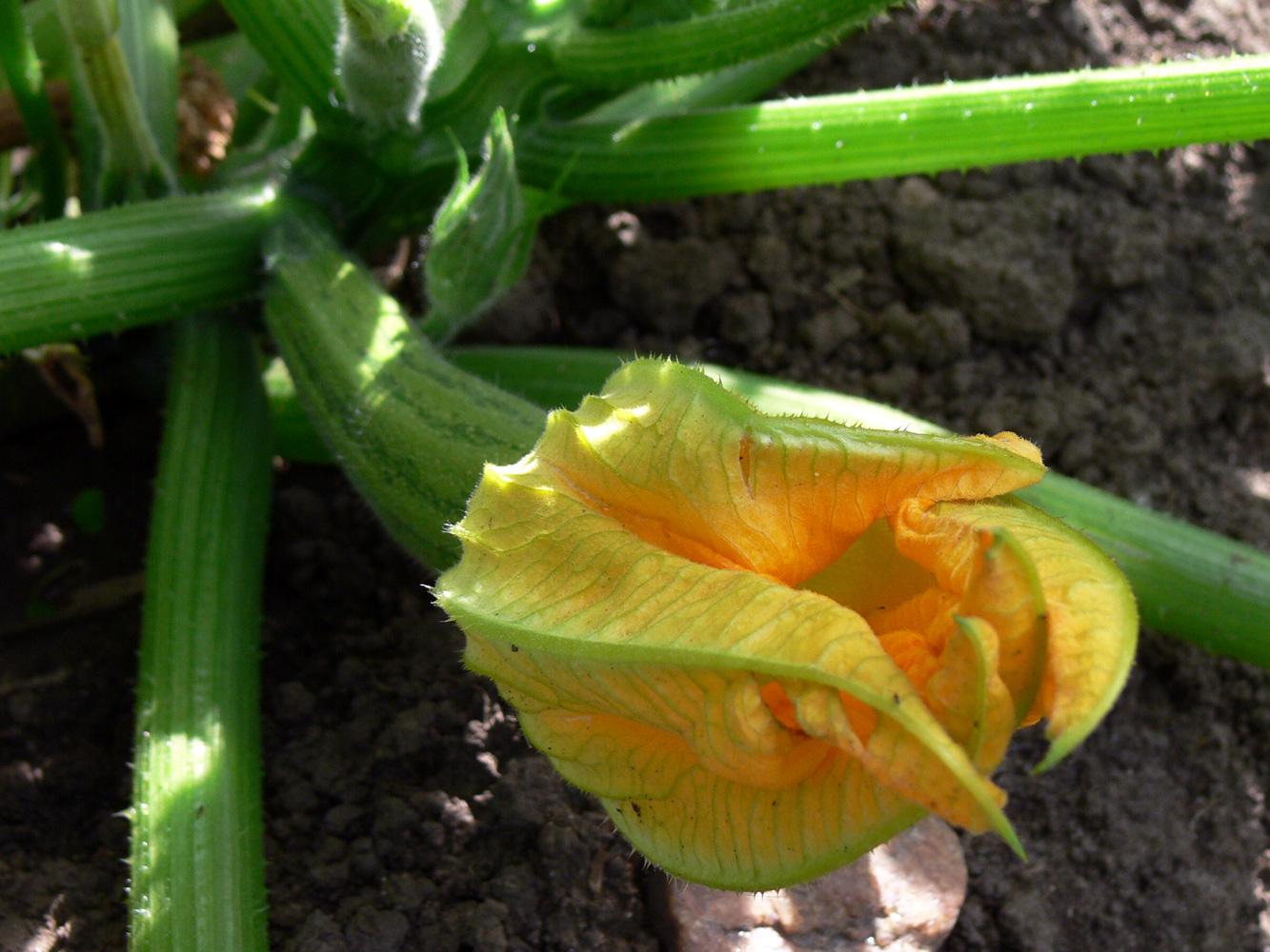 Изображение особи Cucurbita pepo.