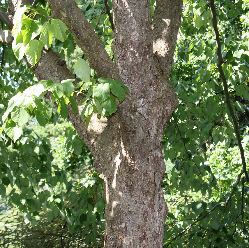 Image of Davidia involucrata specimen.