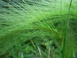 Hordeum jubatum