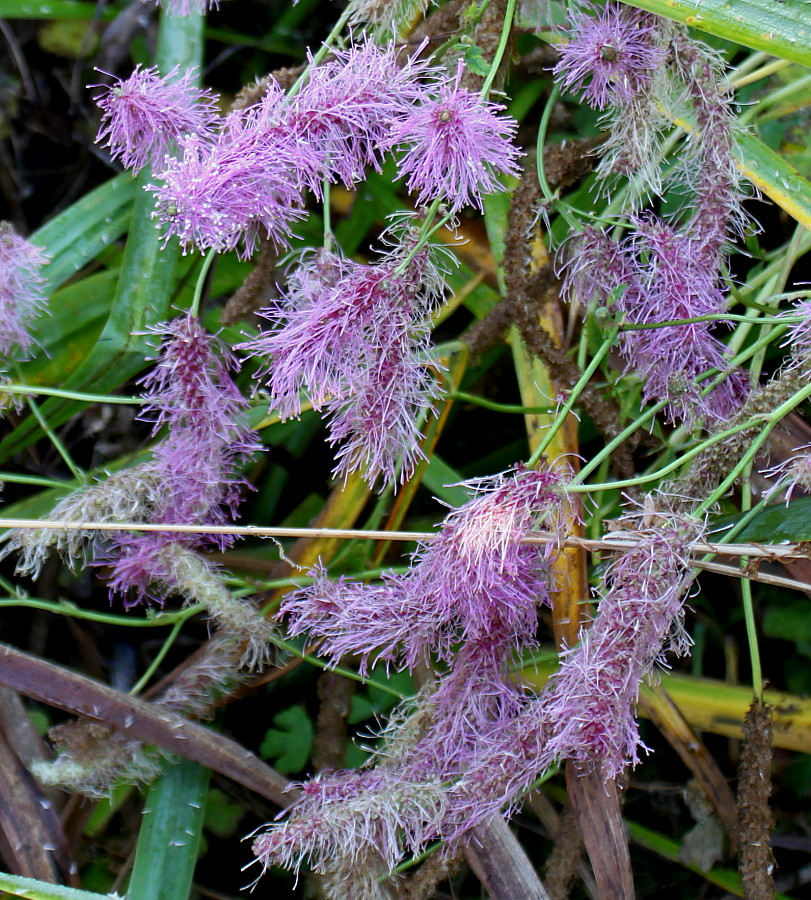 Image of genus Sanguisorba specimen.