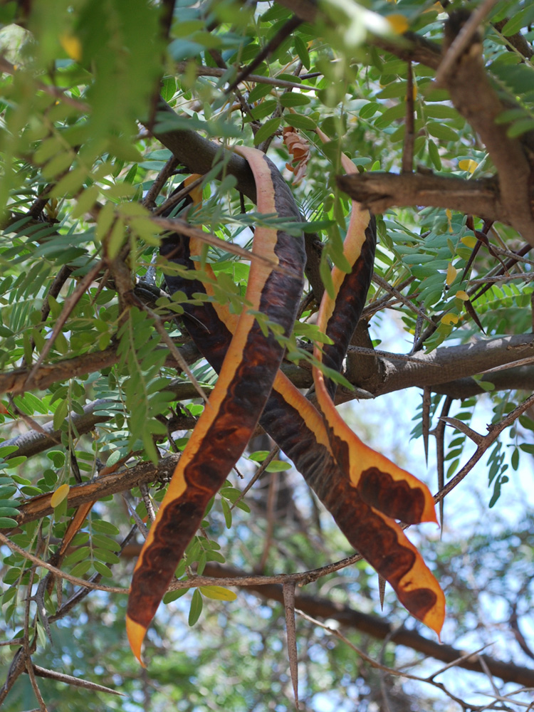 Изображение особи Gleditsia triacanthos.