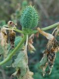 Datura stramonium. Плод-коробочка и листья после первых заморозков. Узбекистан, Ташкентская обл., Кибрайский р-н, окр. пос. Улугбек. 11.10.2012.