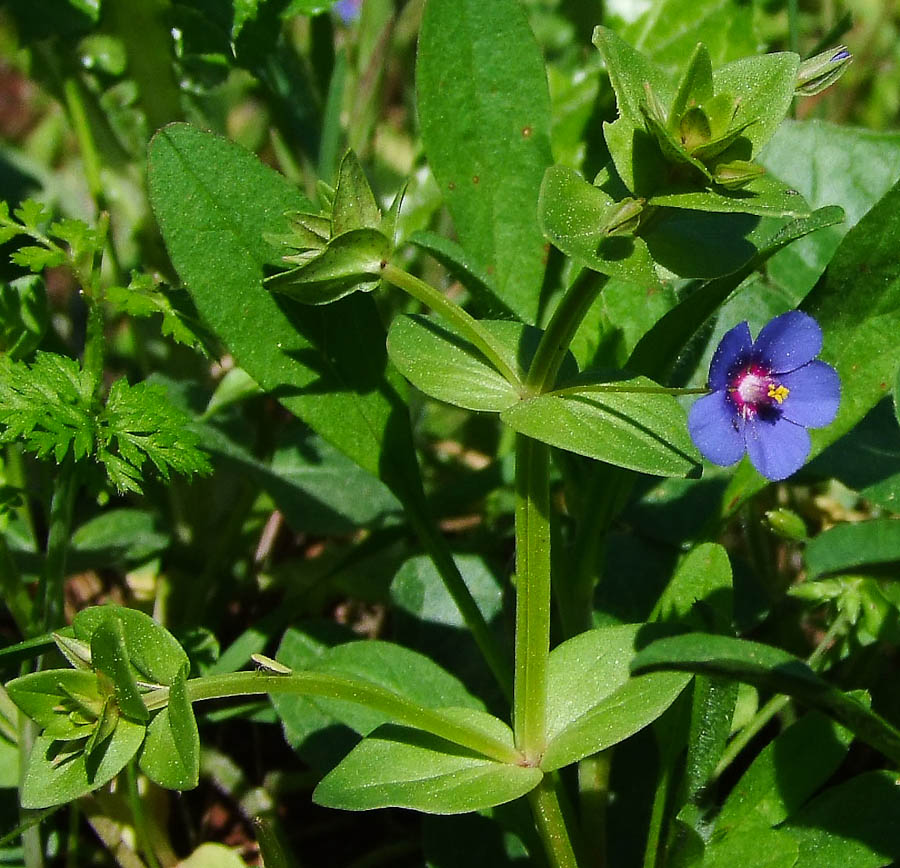 Изображение особи Anagallis arvensis.