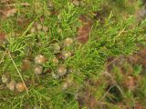 Juniperus phoenicea. Веточка с шишкоягодами. Хорватия, Дубровник, гора Srd, можжевеловое редколесье. 28 августа 2010 г.