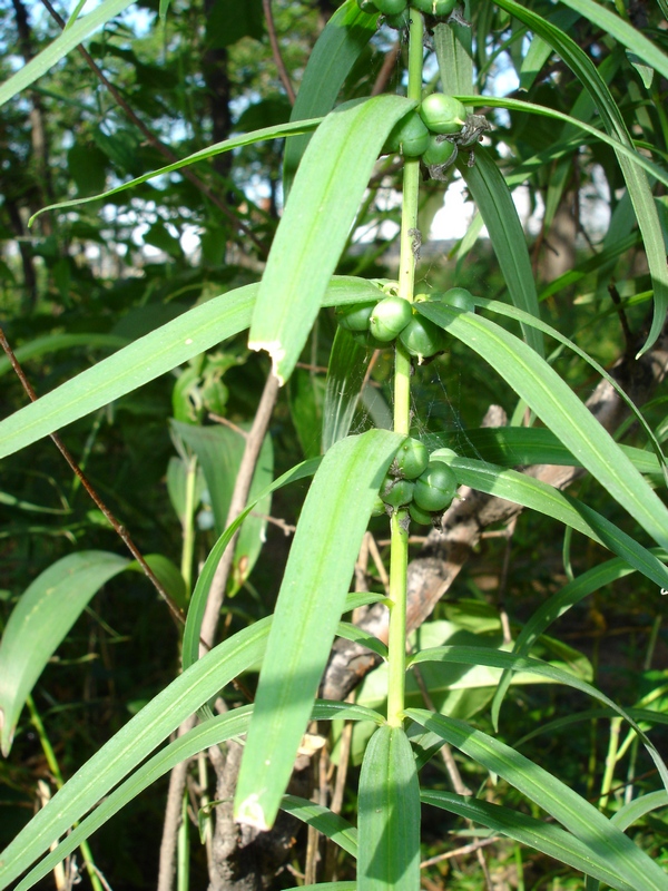 Image of Polygonatum stenophyllum specimen.