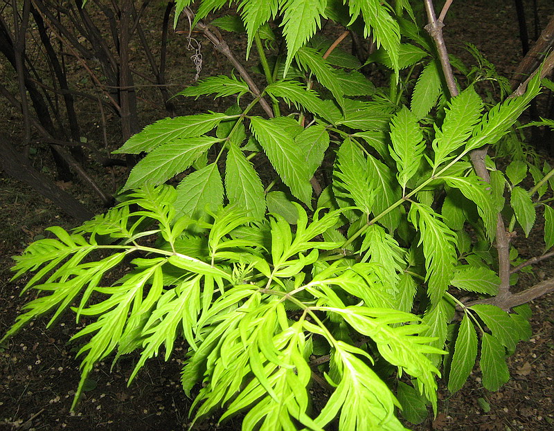 Изображение особи Sambucus racemosa.