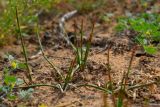 Ephedra distachya