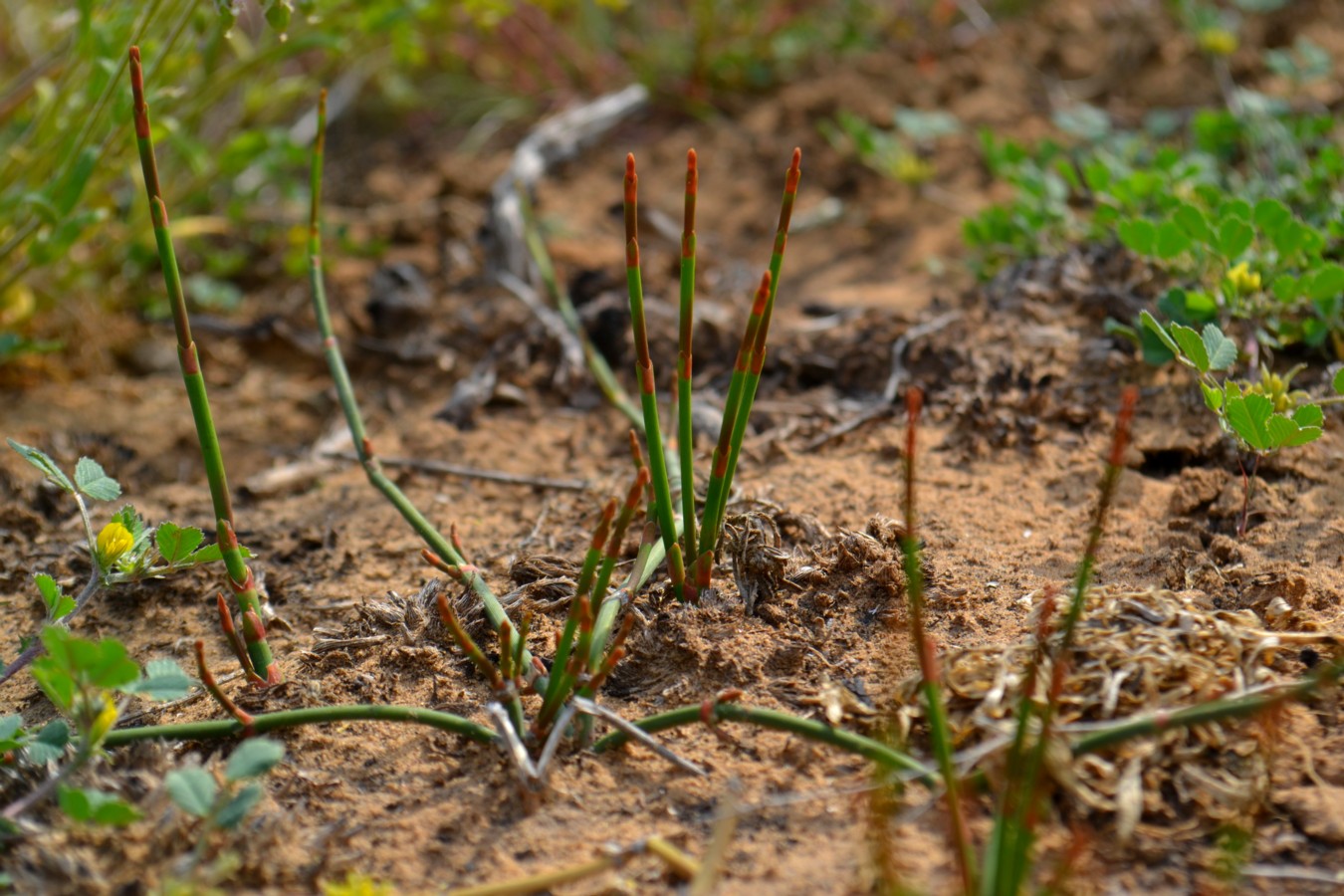 Image of Ephedra distachya specimen.