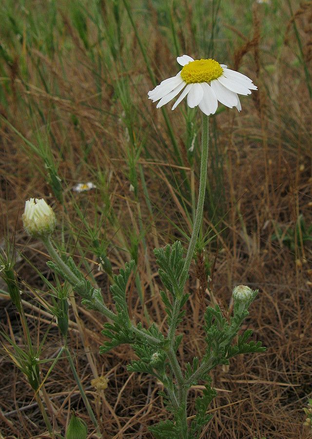 Image of Anthemis ruthenica specimen.